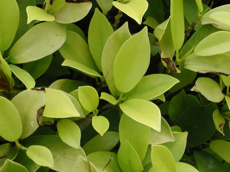 手持葉面積儀使用更便攜 手持葉面積儀使用更便攜