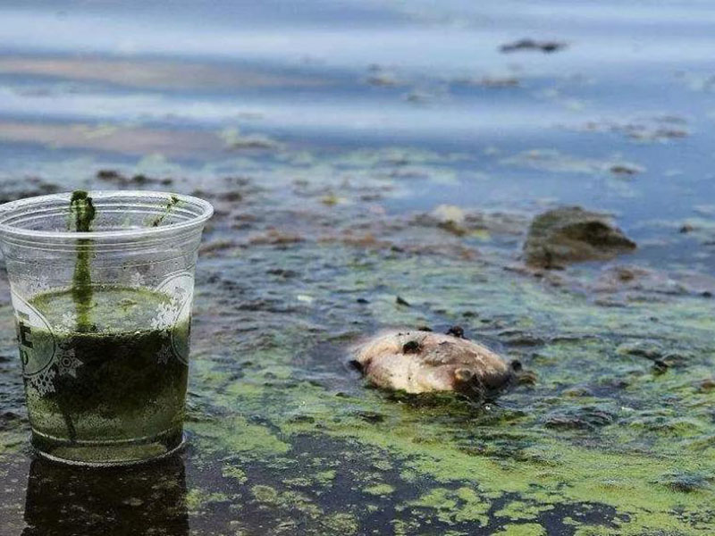 水質(zhì)生物毒性檢測儀可以測定工業(yè)排放污水嗎？