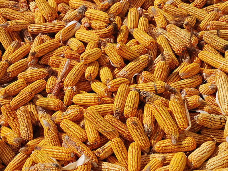 真菌毒素快速檢測儀測定糧食是否安全