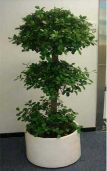 辦公室裝修大型綠植擺放 金錢榕（又名搖錢樹(shù)）