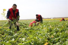 土壤養(yǎng)分速測儀助力農(nóng)貿(mào)開展科學施肥