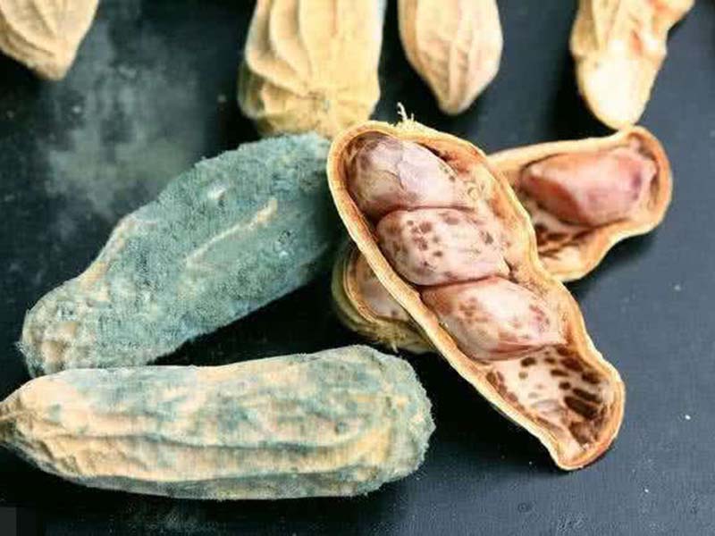 真菌毒素對人體有怎樣的危害